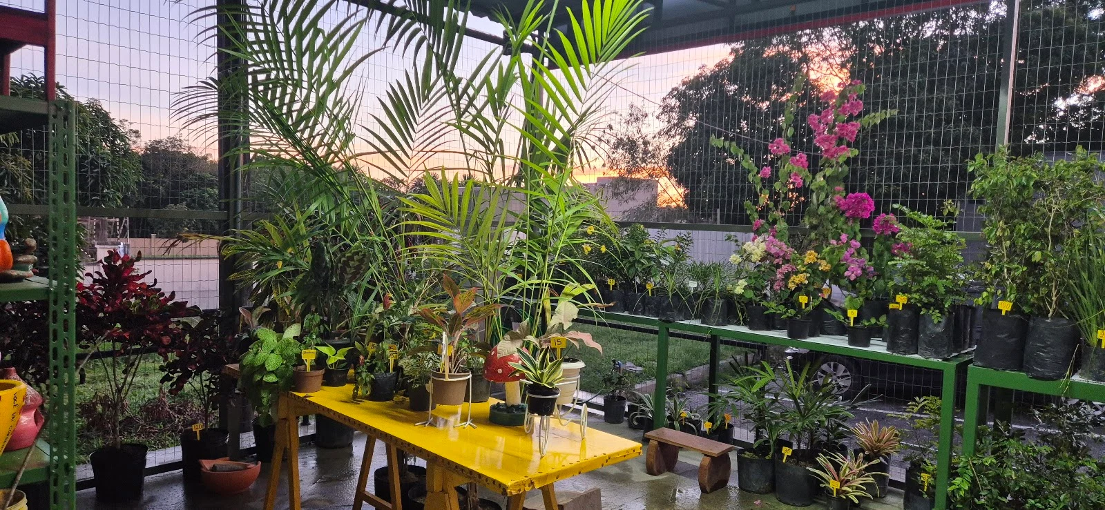 Área de plantas, flores e folhagens da loja Plantas Parapará em Manaus