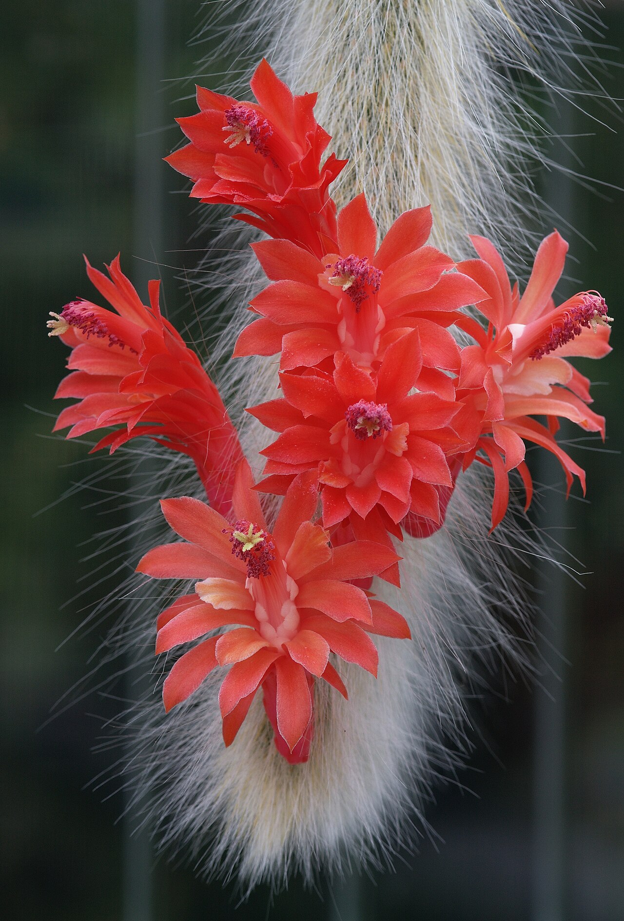 Cleistocactus colademononis com longos espinhos brancos e flores vermelhas